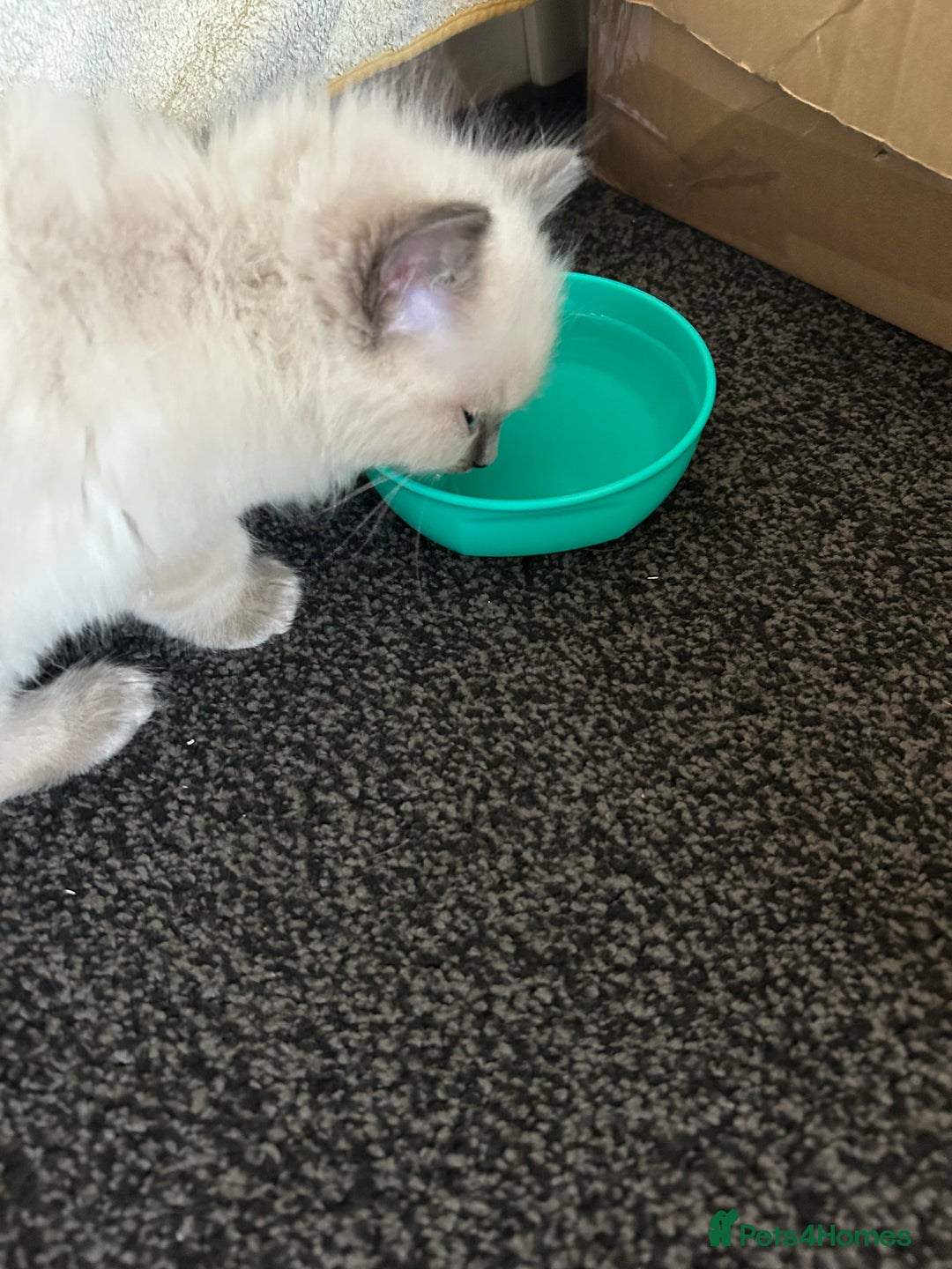 Ragdoll cats for sale: Ragdoll kittens - male - Advert 9