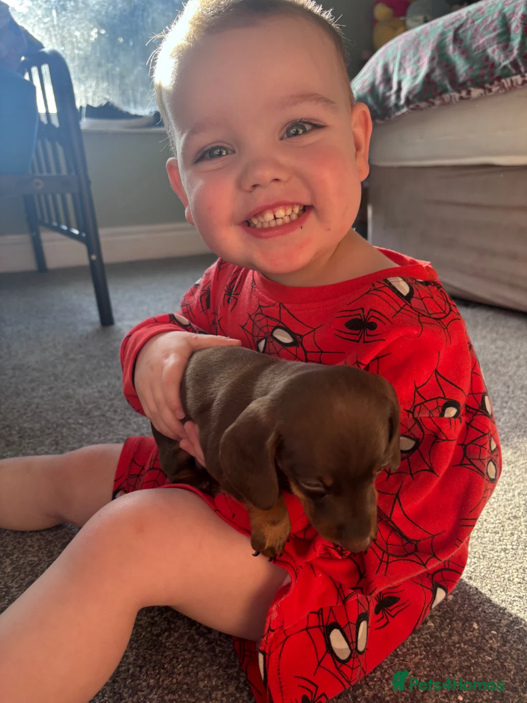 Miniature Dachshund dogs for sale: Miniature Dacshund Pupp  - Advert 2