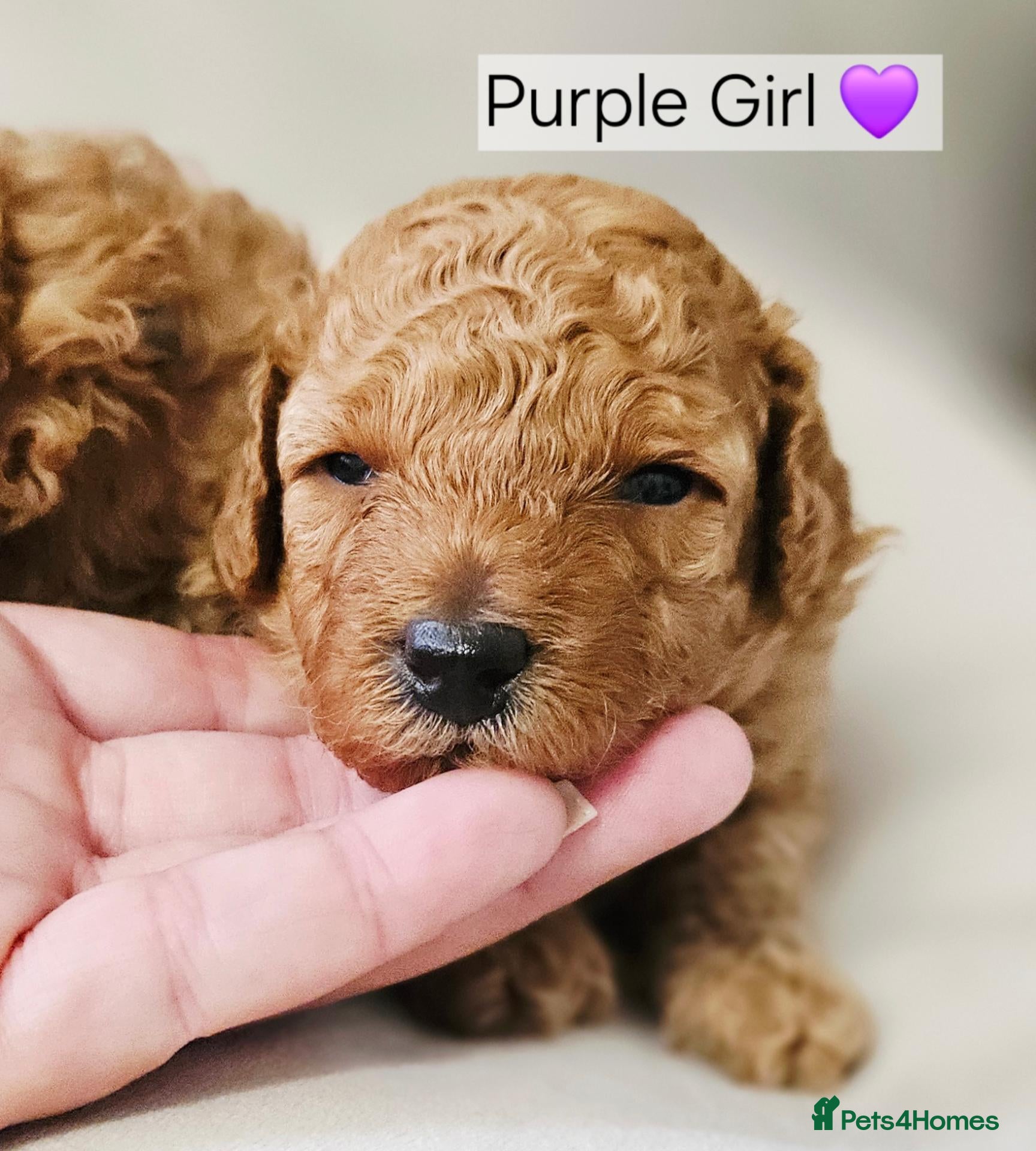 Toy Poodle dogs Licensed breeder, kc fox red toy poodles - Advert 2