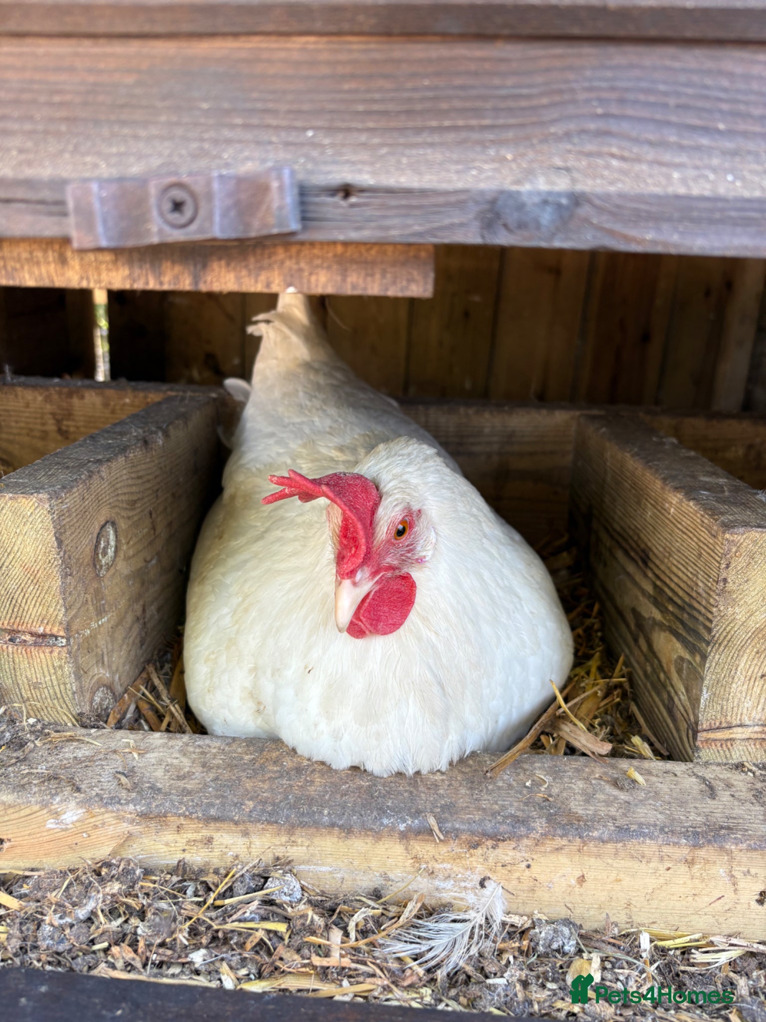 Chickens poultry Laying Chickens for sale - Advert 1