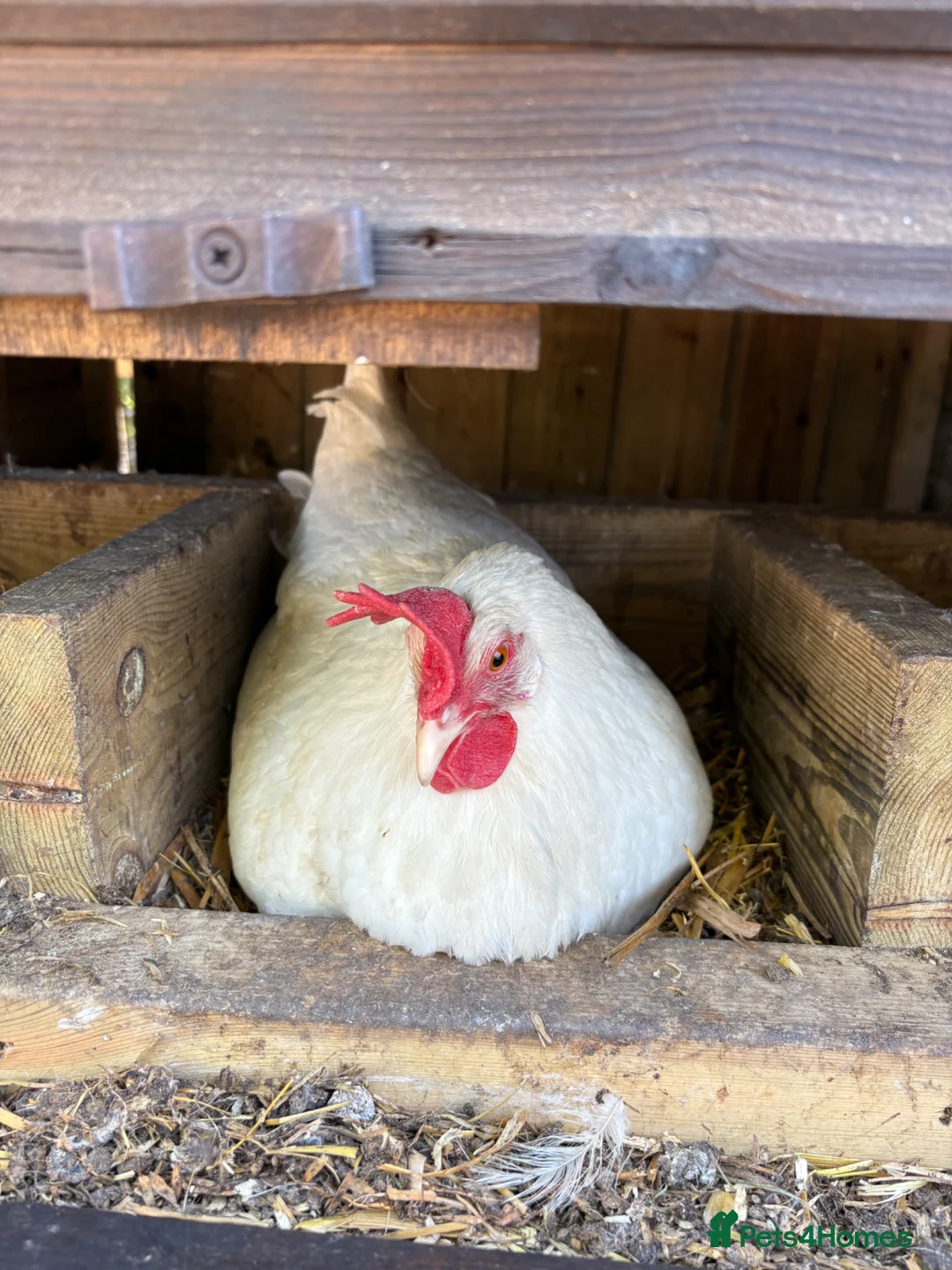 Chickens poultry for sale: Laying Chickens for sale in Hertford - Advert 1
