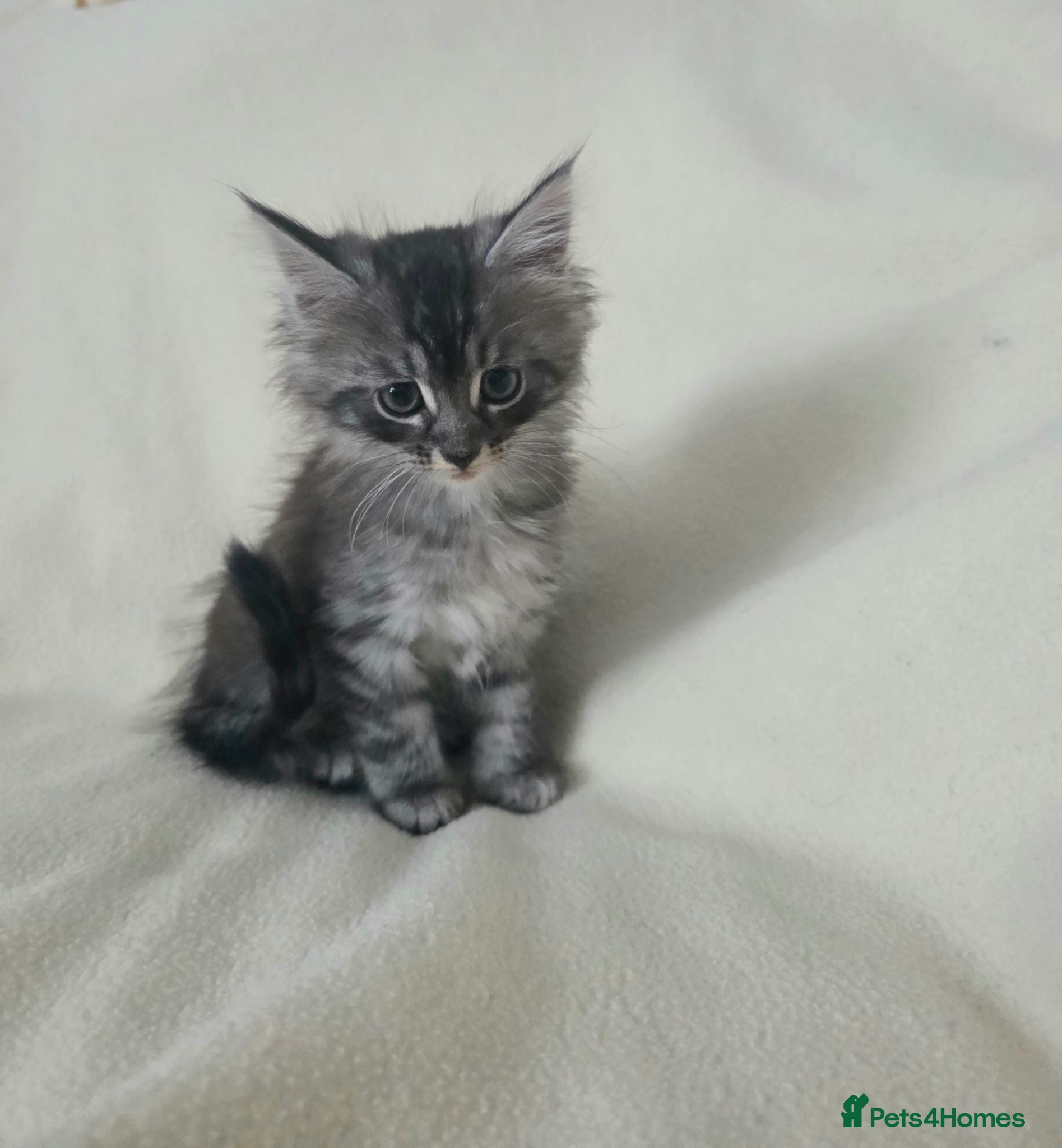 Maine Coon cats Beautiful mainecoon cross kitten - Advert 2