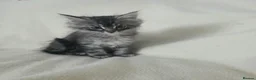 Maine Coon cats for sale: Beautiful mainecoon cross kitten in Wantage - Advert 1