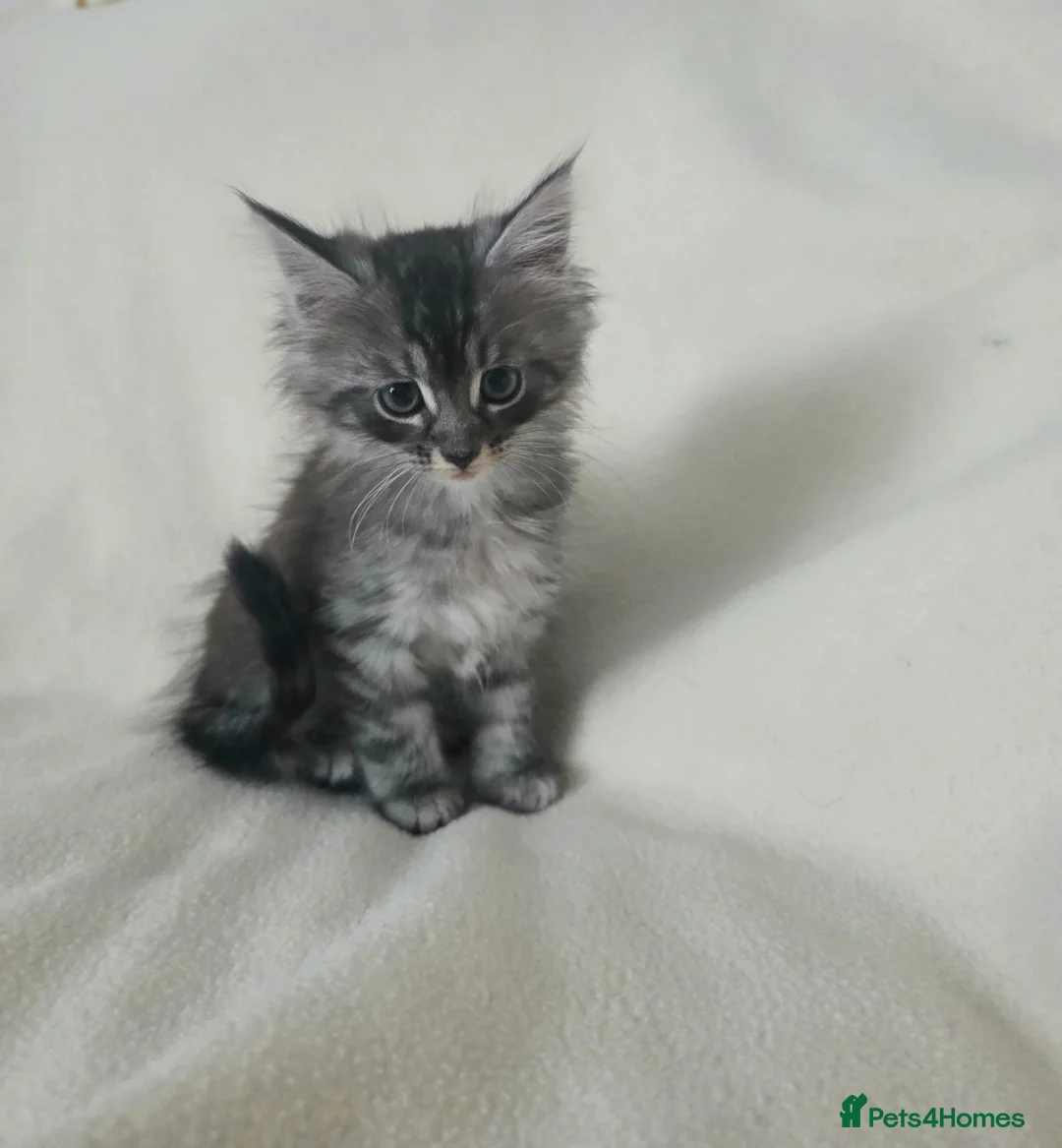 Maine Coon cats for sale: Beautiful mainecoon cross kitten in Wantage - Advert 1