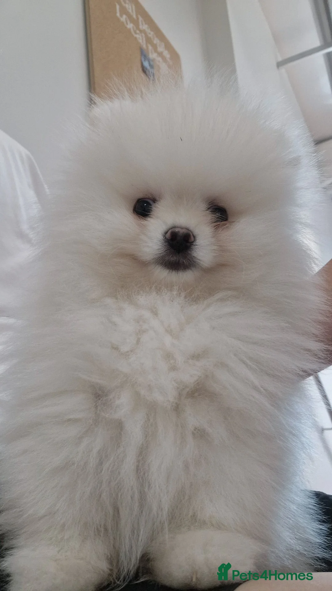 Pomeranian dogs for sale: Adorable 9-Week-Old Pomeranian Puppy Girl - Advert 2