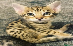 Savannah cats for sale: KIWANGA PEDIGREE F3 SAVANNAH KITTENS  - Image 21