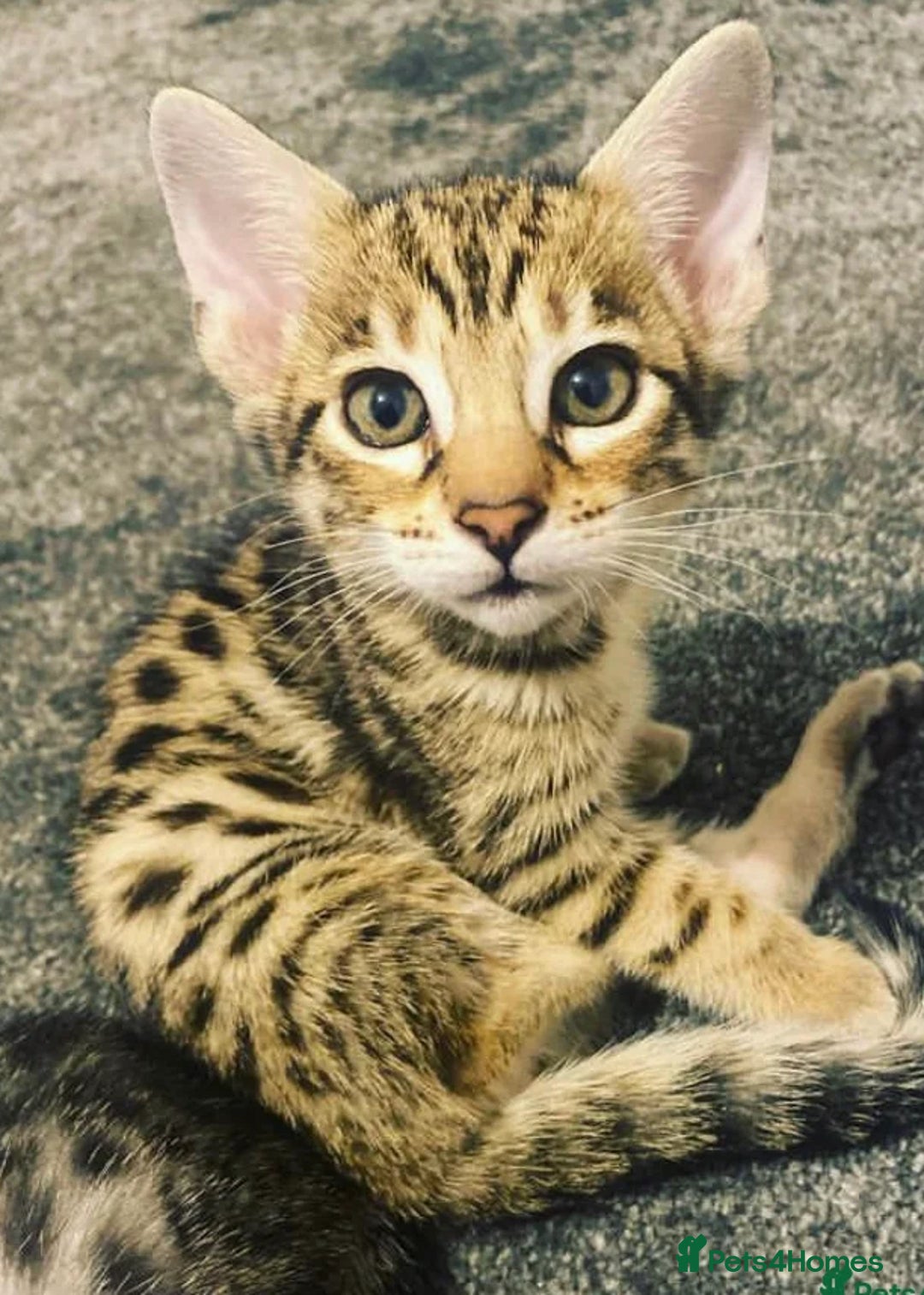 Savannah cats for sale: KIWANGA PEDIGREE F3 SAVANNAH KITTENS  - Image 21