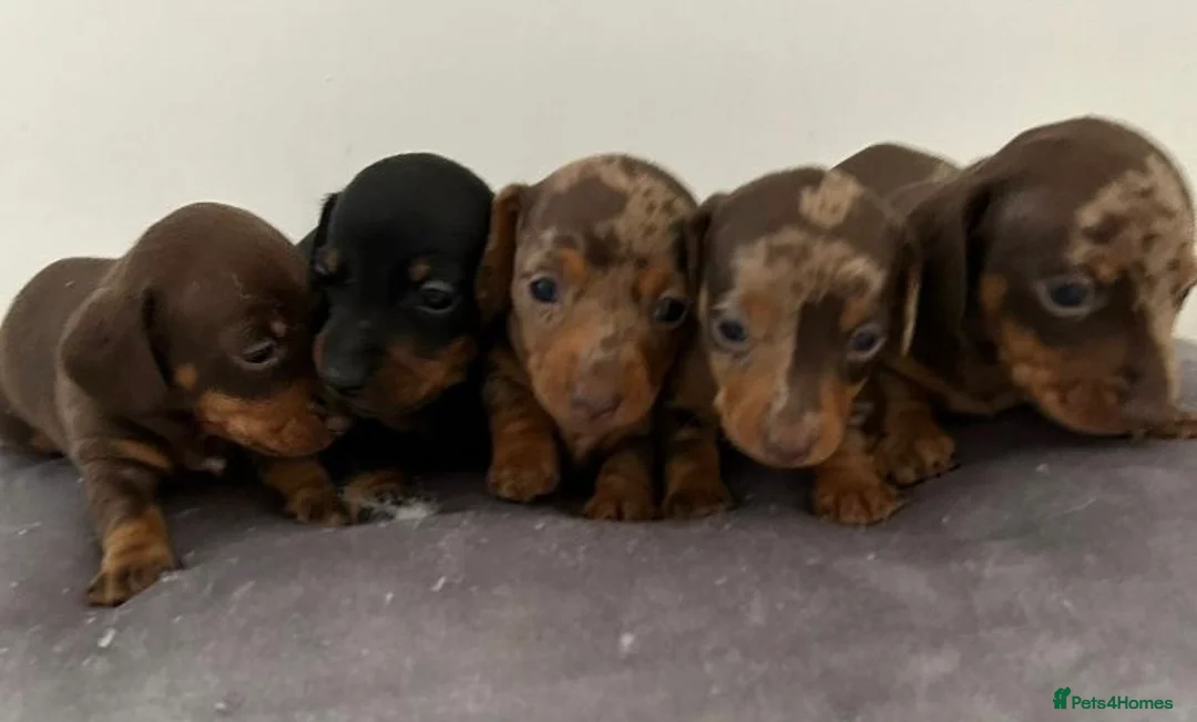 Miniature Dachshund dogs for stud:  Handsome Silver Dapple in Brecon - Advert 19