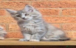 Maine Coon cats for sale: Beautiful Maine Coon kittens - Image 23