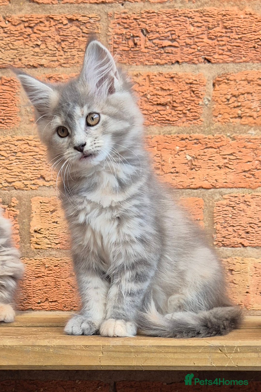 Maine Coon cats for sale: Beautiful Maine Coon kittens - Image 23