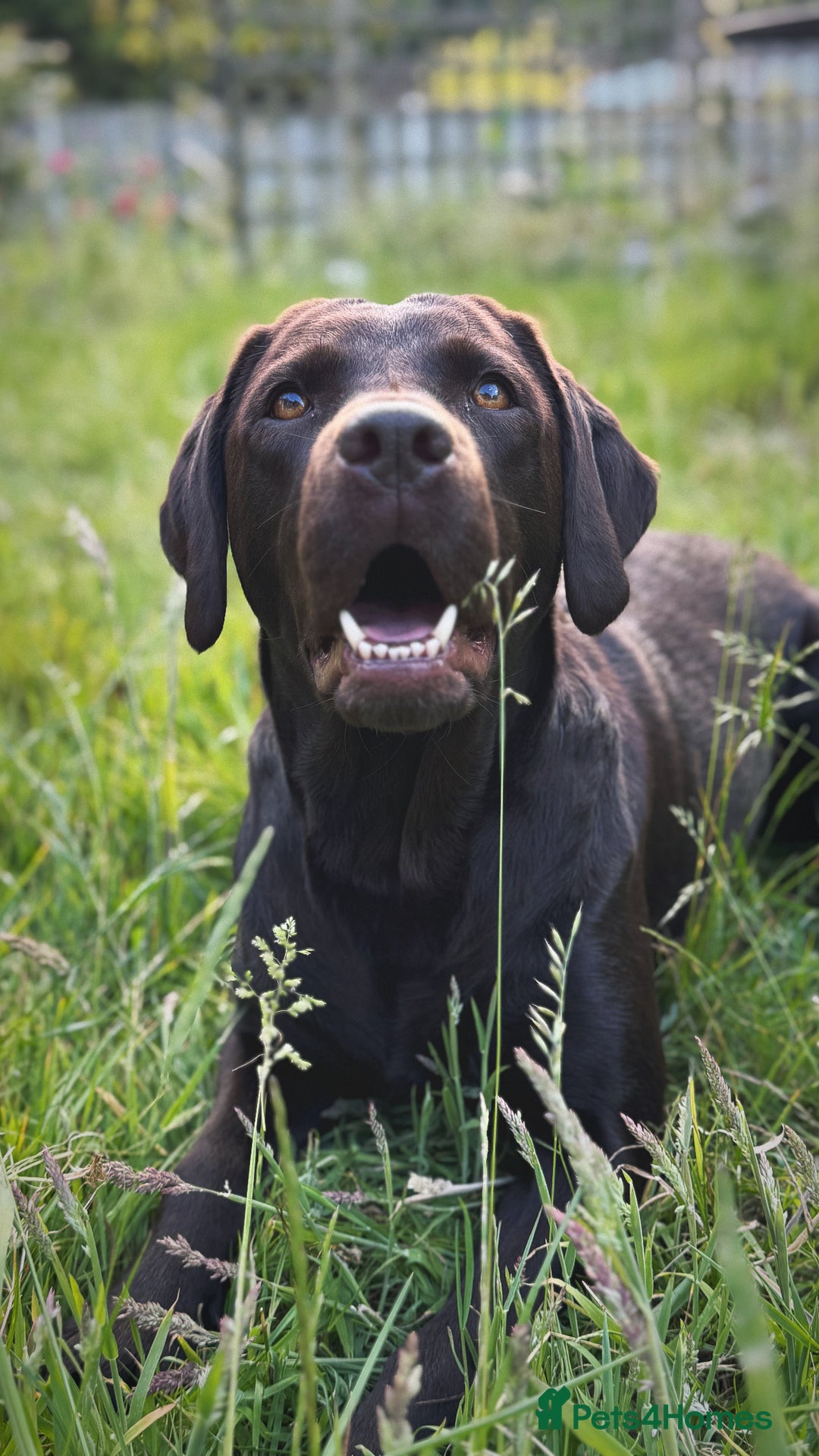 Labrador Retriever dogs for sale: 2 tan boy Labrador pups - Advert 1