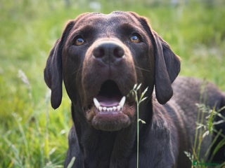 Labrador Retriever dogs 2 tan boy Labrador pups - Advert 10