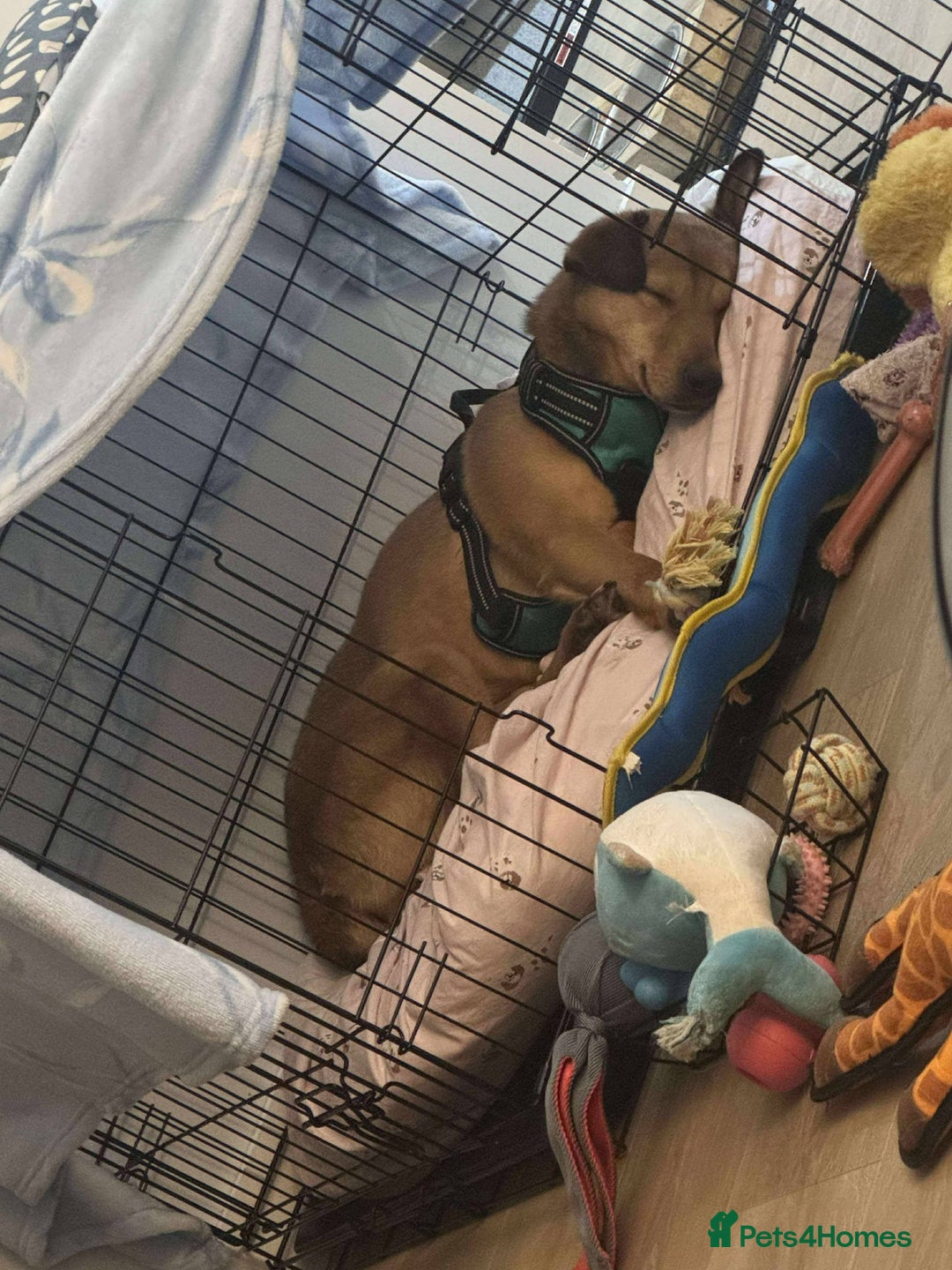 Mixed Breed dogs for adoption: Fajitas for adoption - Advert 3