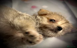 Mixed Breed dogs for sale: Malchi Puppies Looking for Their Forever Homes  - Image 17
