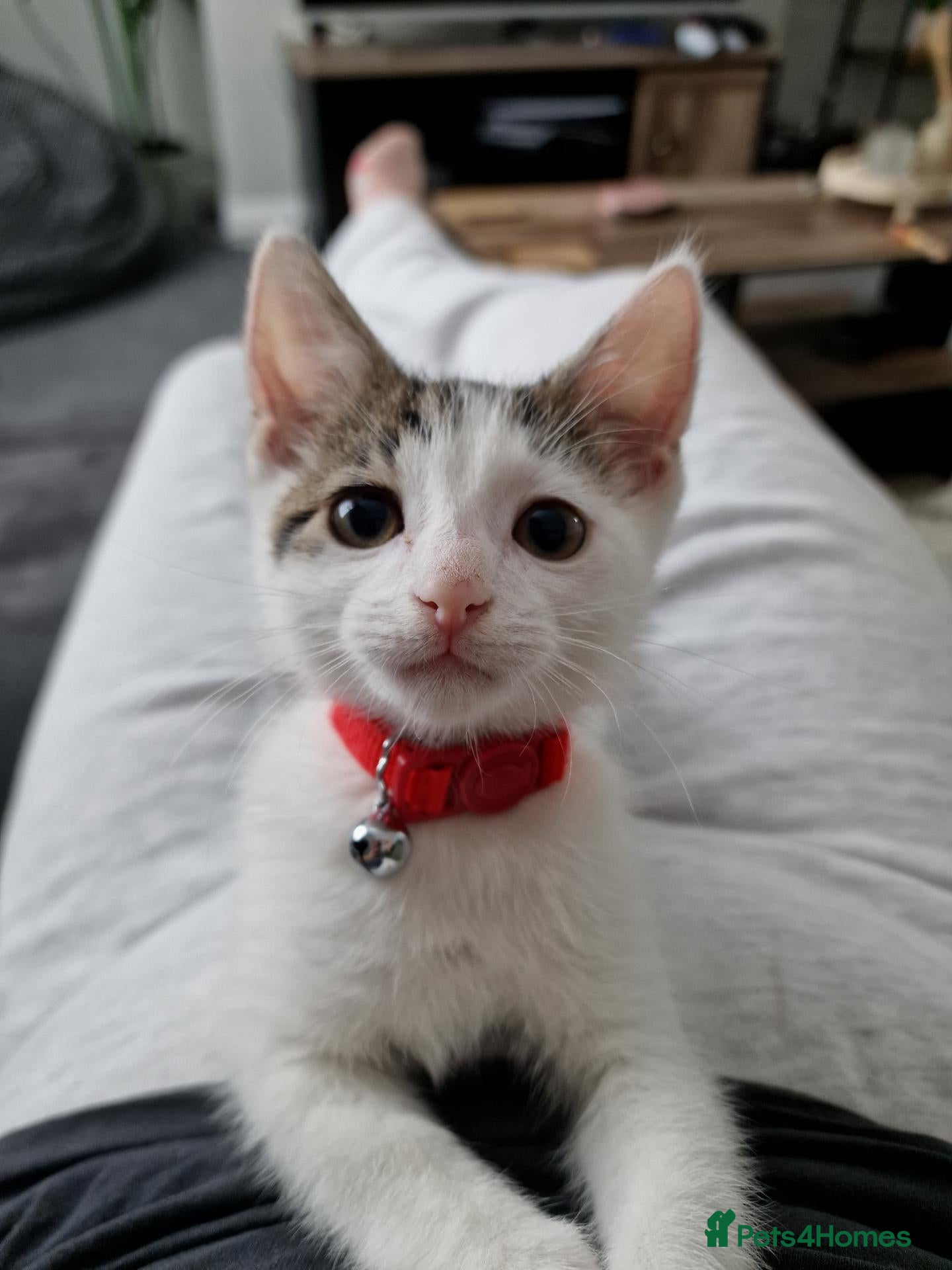 Mixed Breed cats Cat for Sale - Advert 1