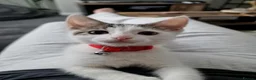 Mixed Breed cats for sale: Cat for Sale - Advert 1