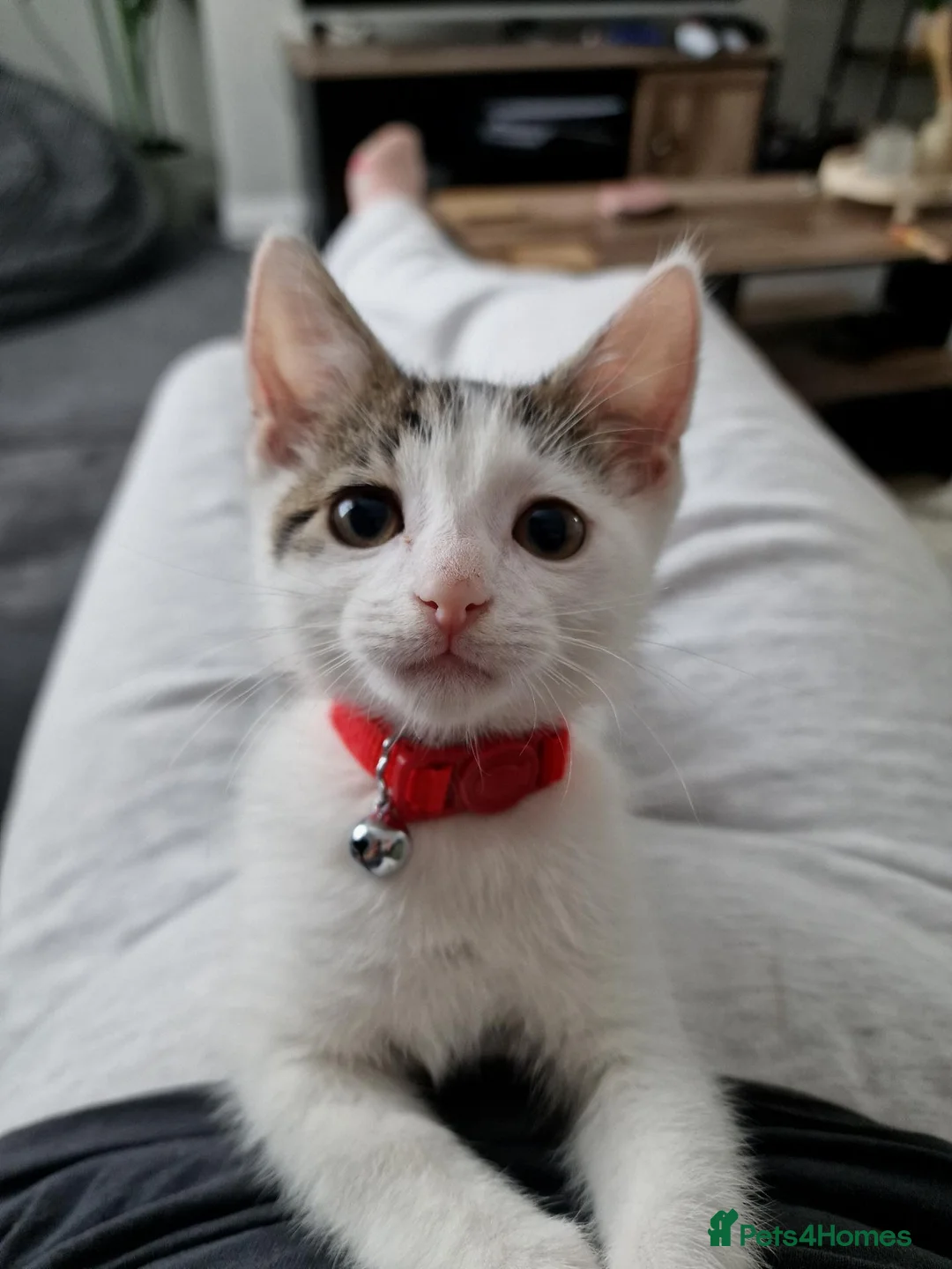 Mixed Breed cats for sale: Cat for Sale - Advert 1