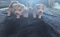 Siberian Husky dogs for sale: Gorgeous Litter of Husky Puppies - Image 6