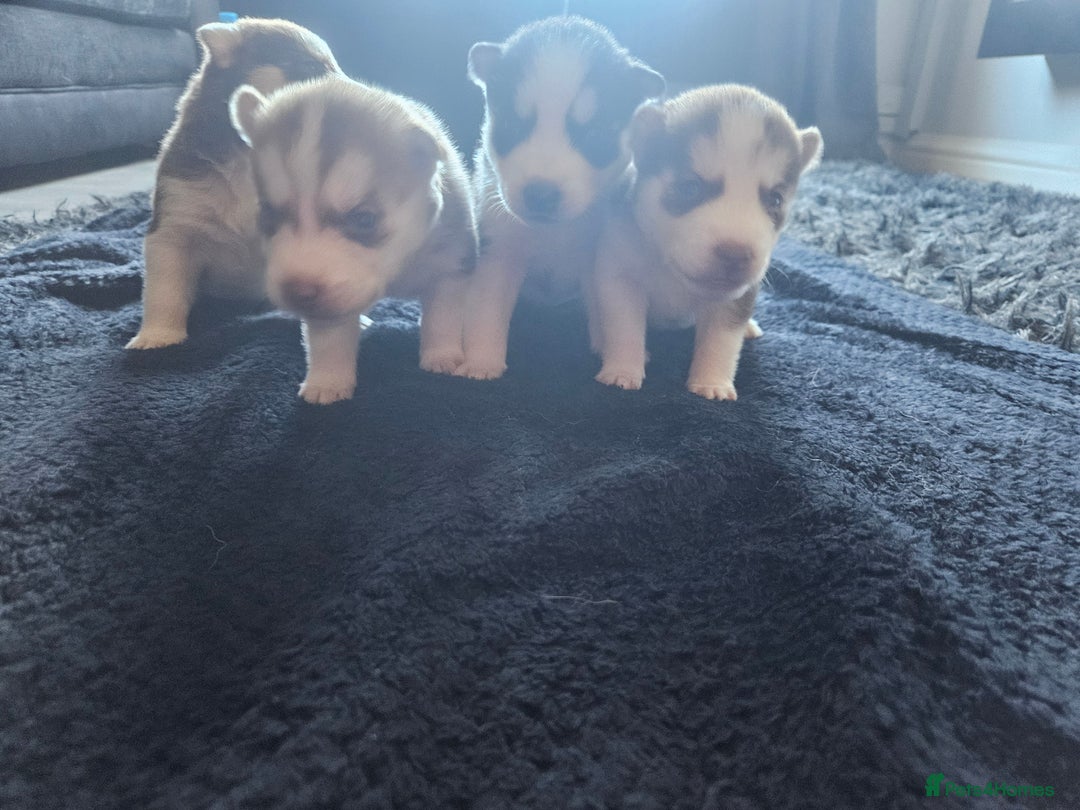 Siberian Husky dogs for sale: Gorgeous Litter of Husky Puppies - Image 6