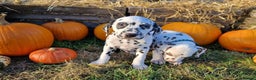 Dalmatian dogs for sale: KC Registered Dalmatian Puppies  - Advert 9