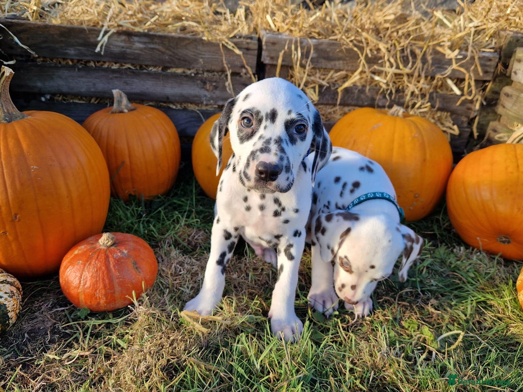 Dalmatian dogs for sale: KC Registered Dalmatian Puppies  - Advert 9