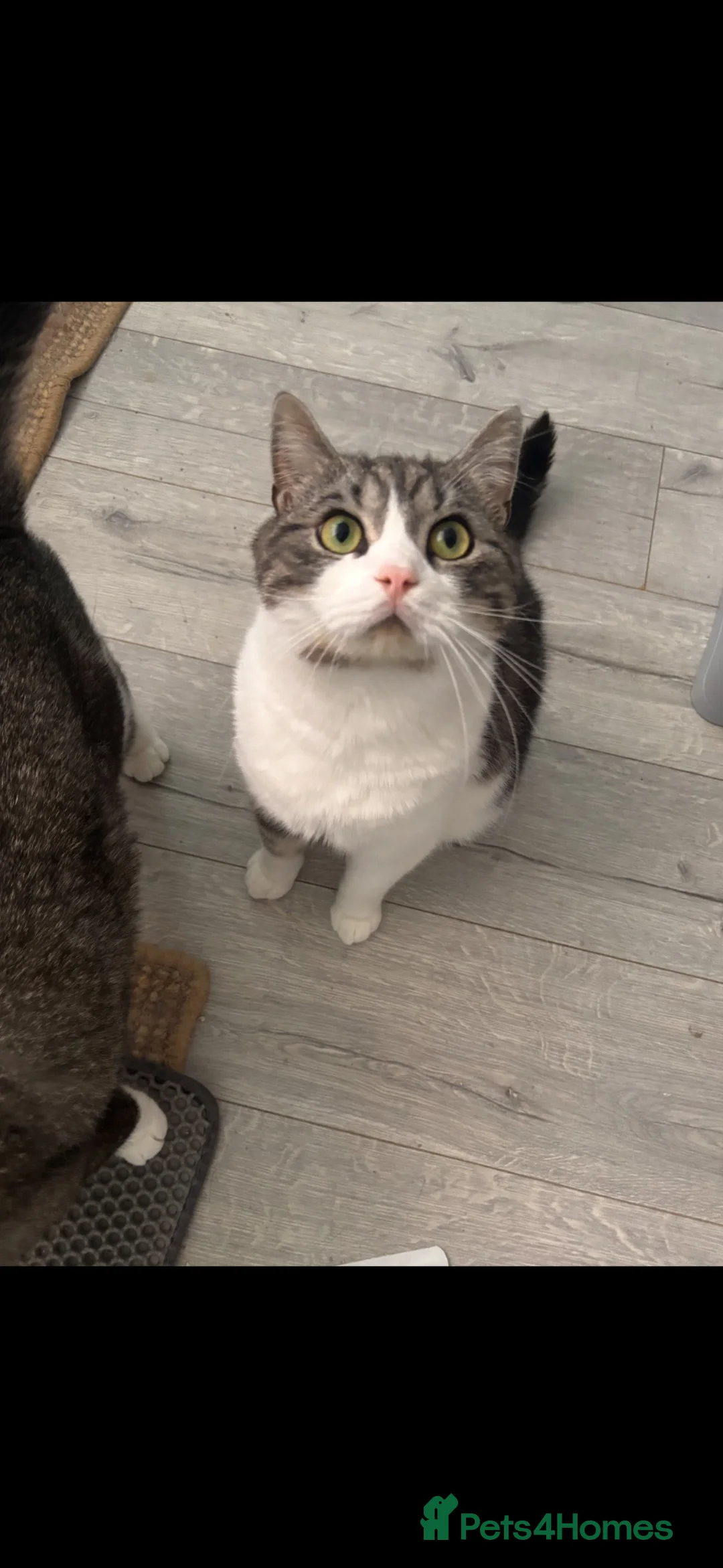 British Shorthair cats for sale: 2 Brothers British shorthair mix desperate to home - Advert 2
