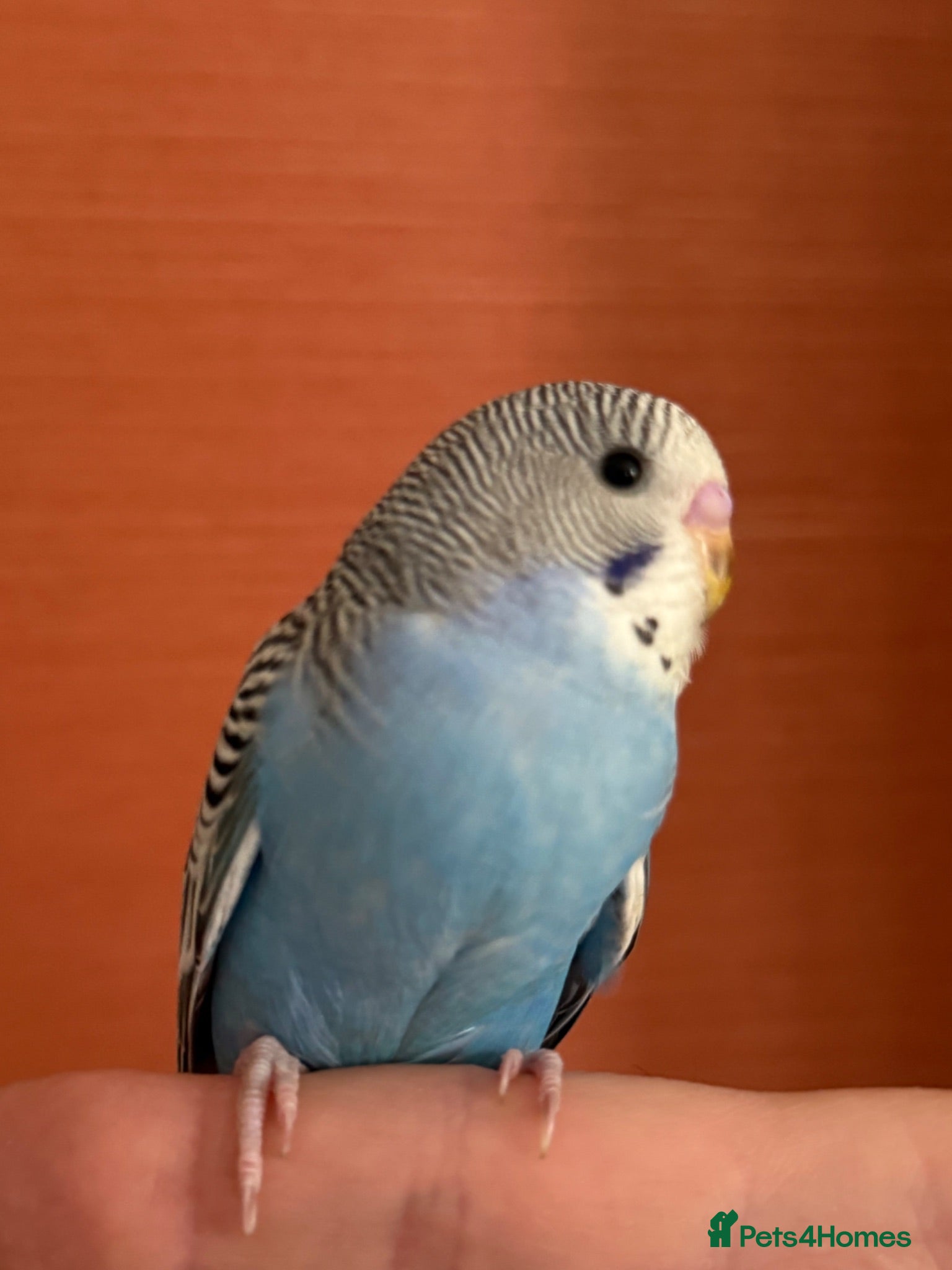 Budgerigars birds  2 Budgies for Sale  - Advert 1