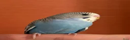 Budgerigars birds for sale:  2 Budgies for Sale  - Advert 1