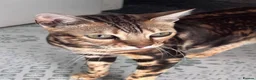 Bengal cats for sale: Rose  in Preston - Advert 2