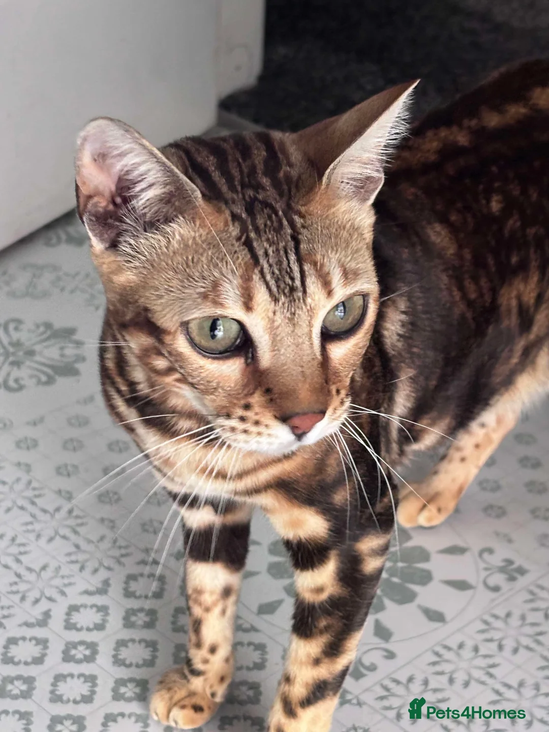 Bengal cats for sale: Rose  in Preston - Advert 2