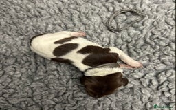 German Shorthaired Pointer dogs for sale: German Short Haired Pups - Serbian Blood Lines - Image 14