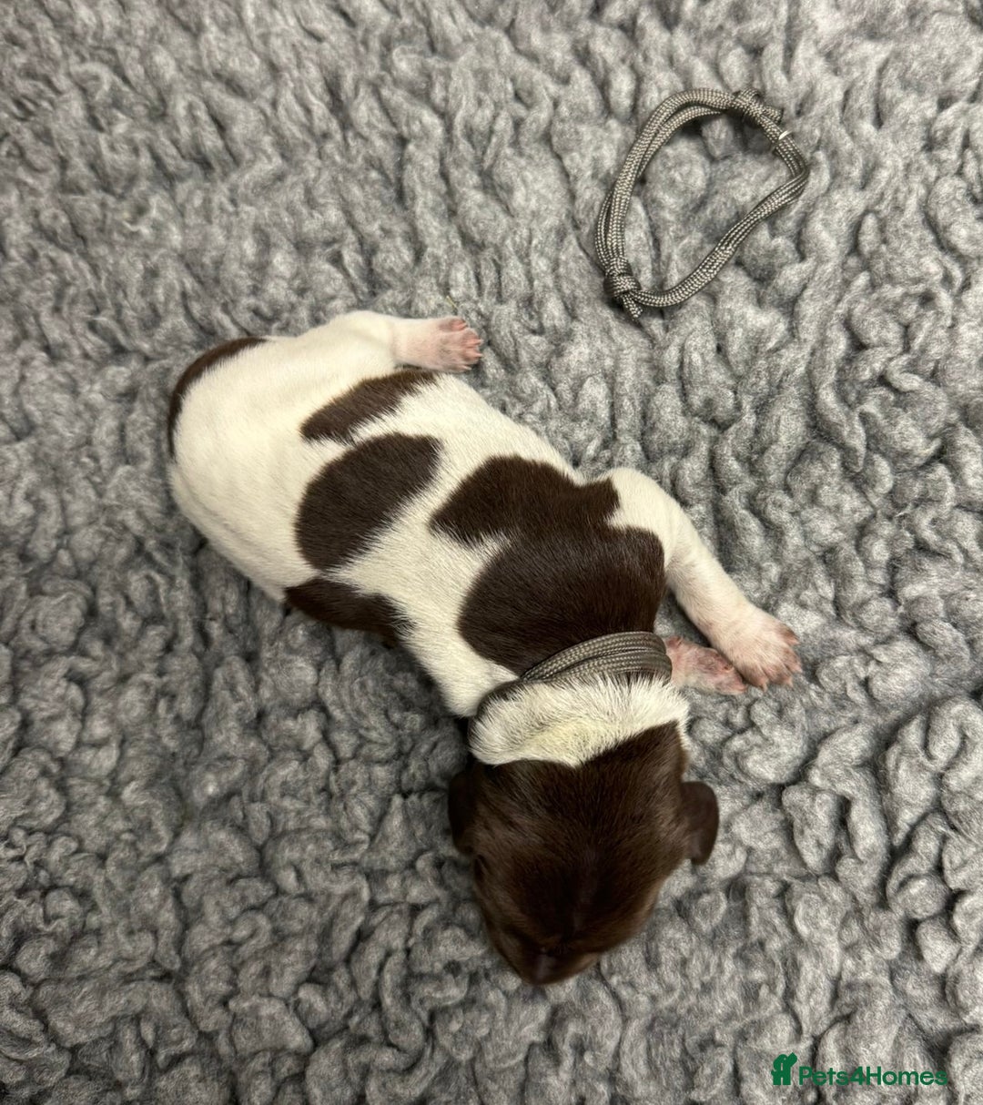 German Shorthaired Pointer dogs for sale: German Short Haired Pups - Serbian Blood Lines - Image 14