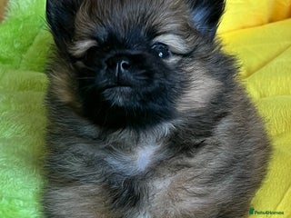 Pomeranian dogs Gorgeous Pomeranian Puppies, 1 Boy Left - Advert 2