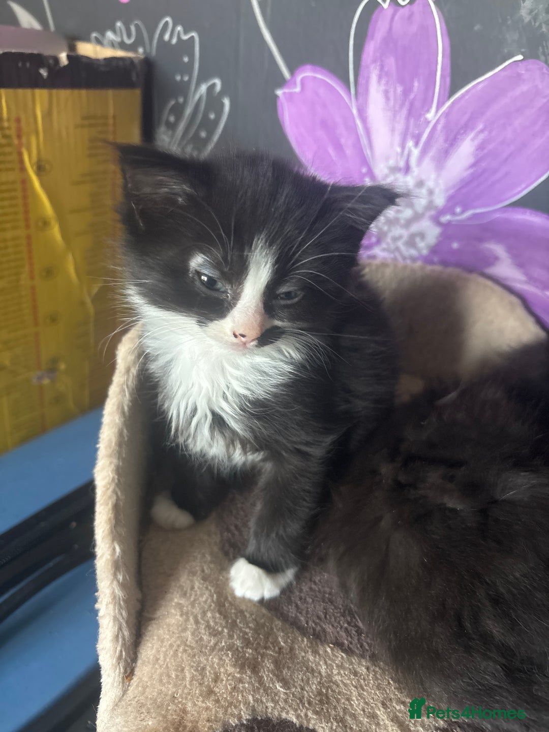 British Longhair cats for sale: 2 black and white female lomghair kittens - Advert 6