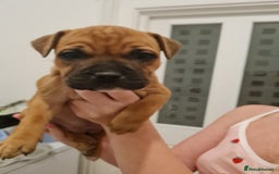 Staffordshire Bull Terrier dogs for sale: RED STAFF puppie girl - Image 1