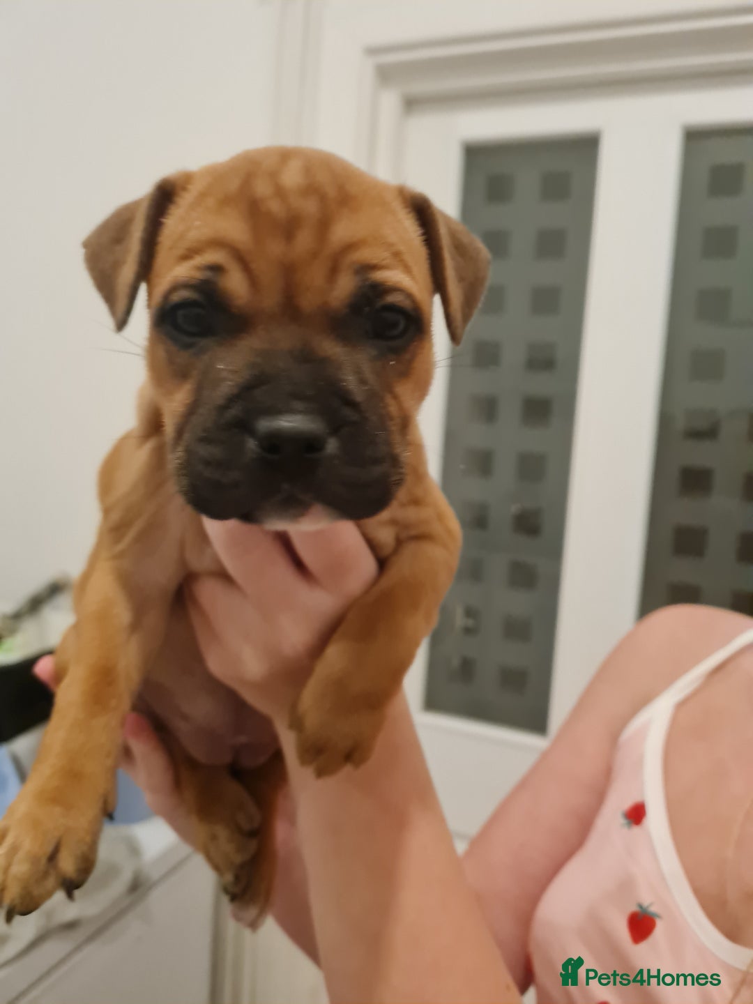 Staffordshire Bull Terrier dogs for sale: RED STAFF puppie girl - Image 1