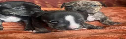 Staffordshire Bull Terrier dogs for sale: Staffordshire Bull Terrier Puppies🐾 - Advert 16