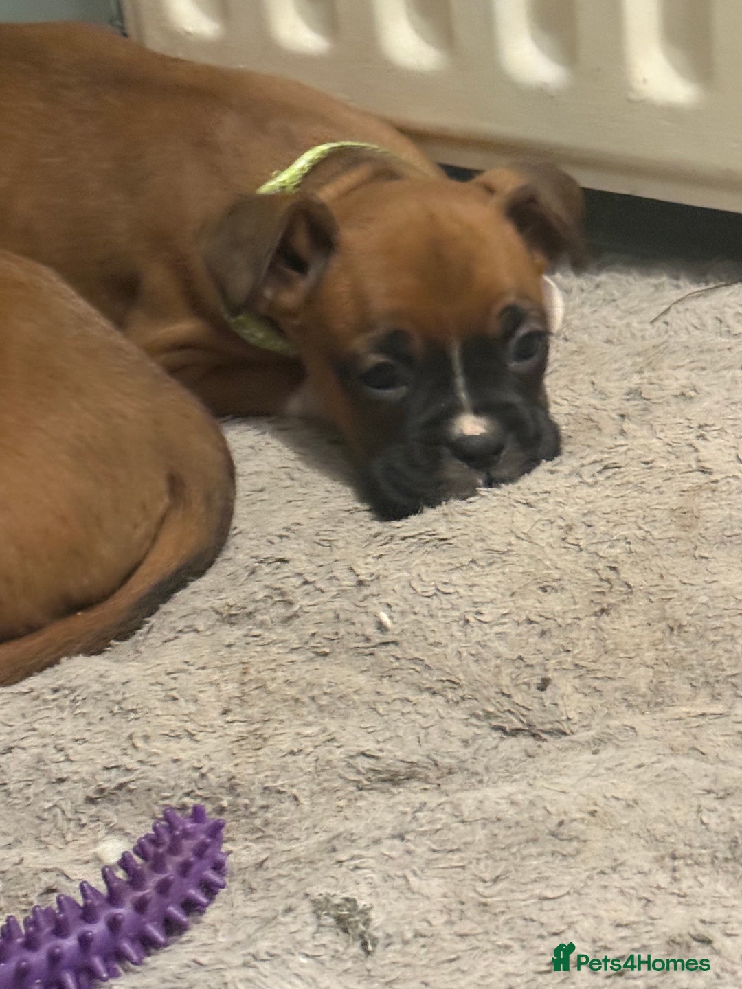 Boxer dogs for sale: Last female boxer looking for there new  home  - Advert 17