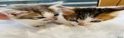 Mixed Breed cats for sale: Turkish Angora mix kittens - Advert 3