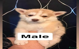 Siberian Husky dogs for sale: Beautiful husky pups 🔥 only 3 male pups left 🔥 - Advert 34