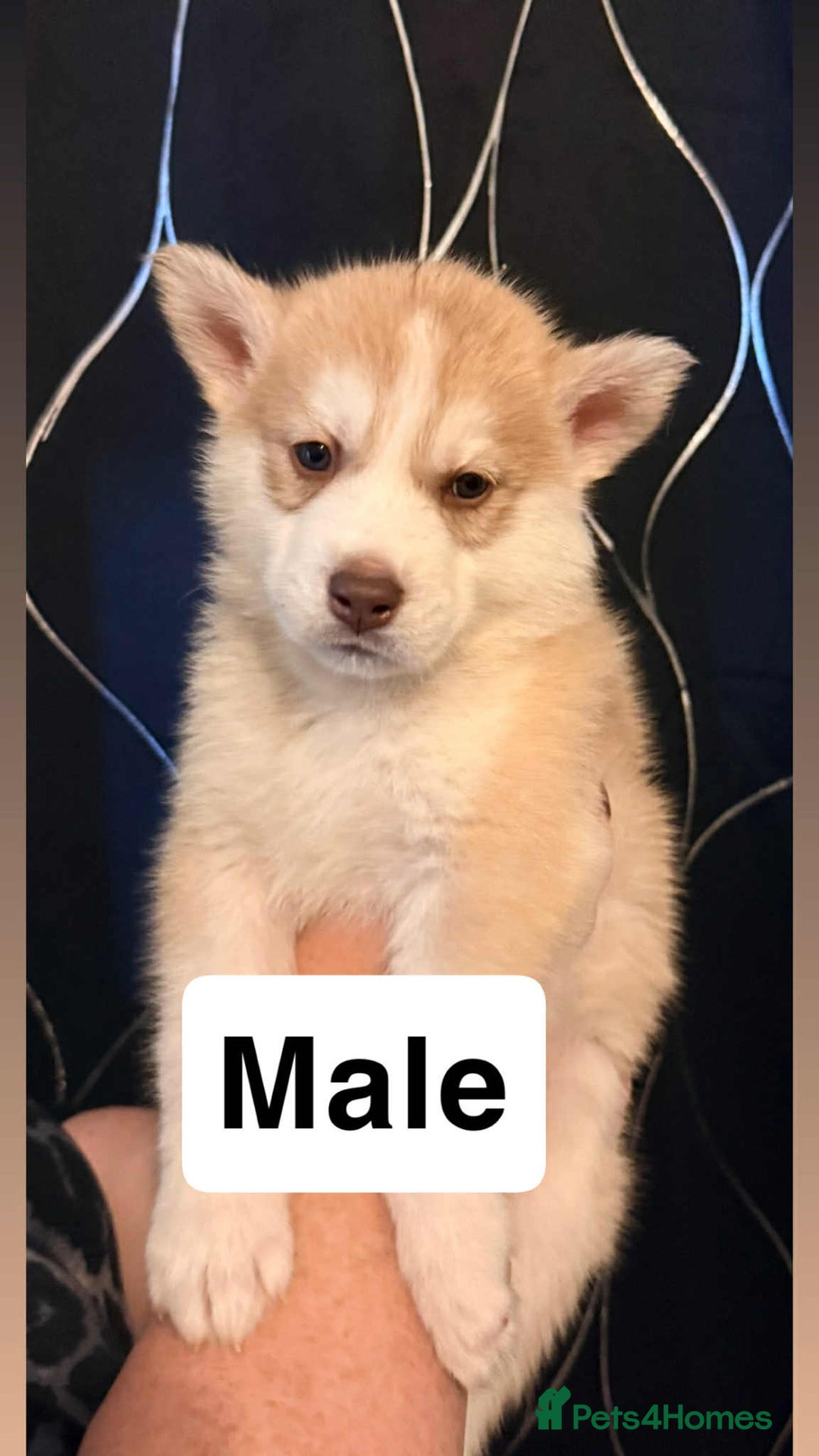 Siberian Husky dogs for sale: Beautiful husky pups 🔥 only 3 male pups left 🔥 - Advert 34