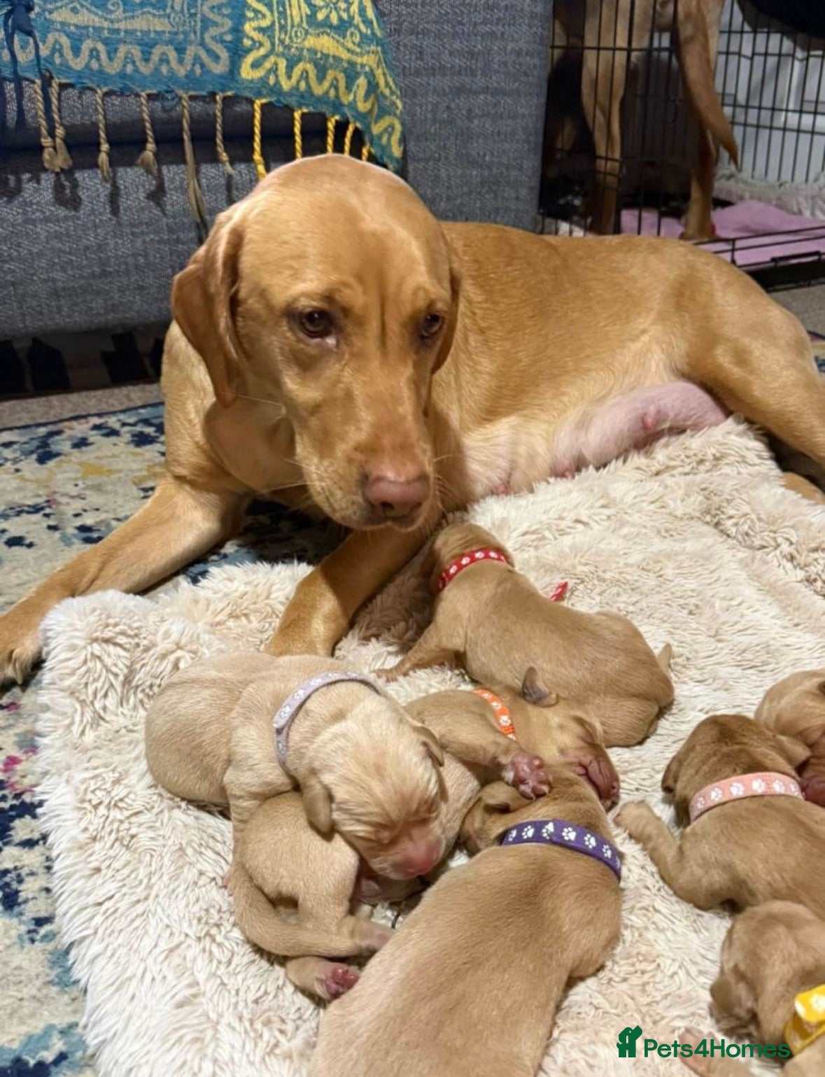 Labrador Retriever dogs Stunning fox red Labrador puppies *chunky* - Advert 1