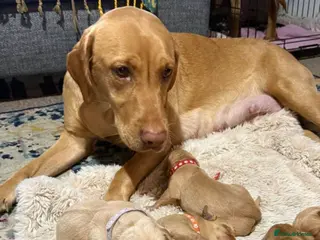 Labrador Retriever dogs Stunning fox red Labrador puppies *chunky* - Advert 1