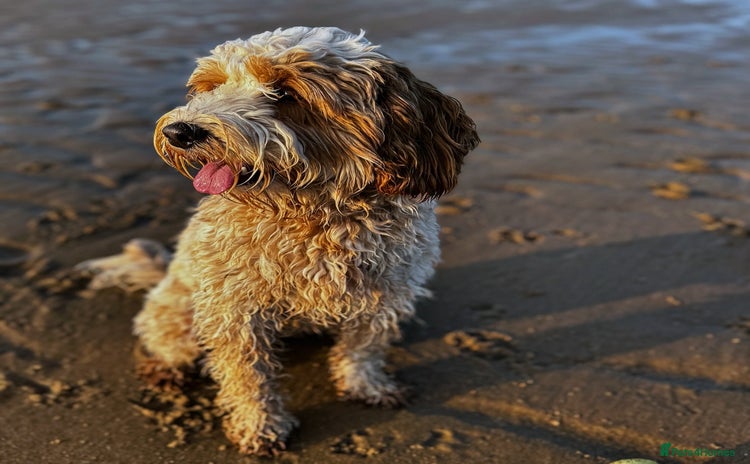Cockapoo dogs - Advert 2