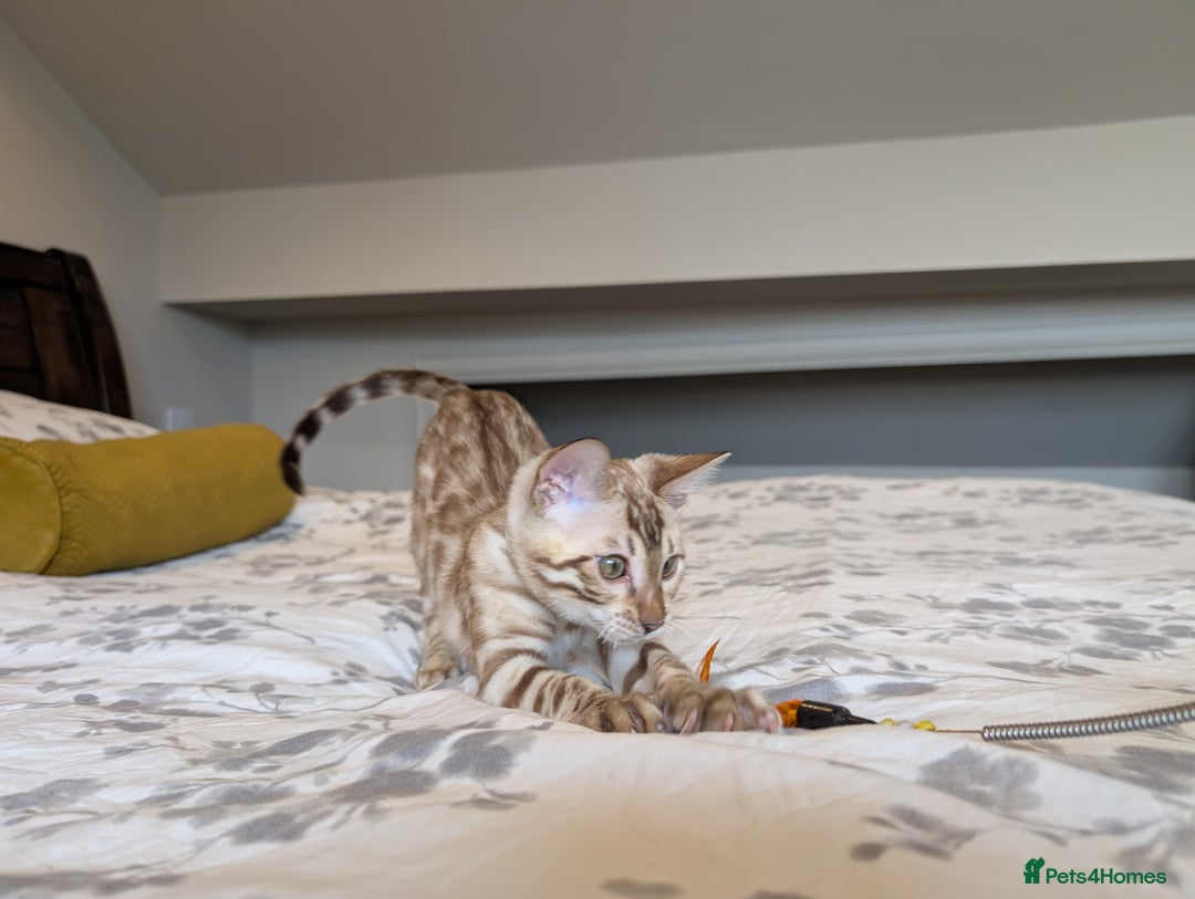 Bengal cats for sale: 🖤🤎🤍 Beautiful Bengal Kittens 🤍🤎🖤 in Barnoldswick - Image 9