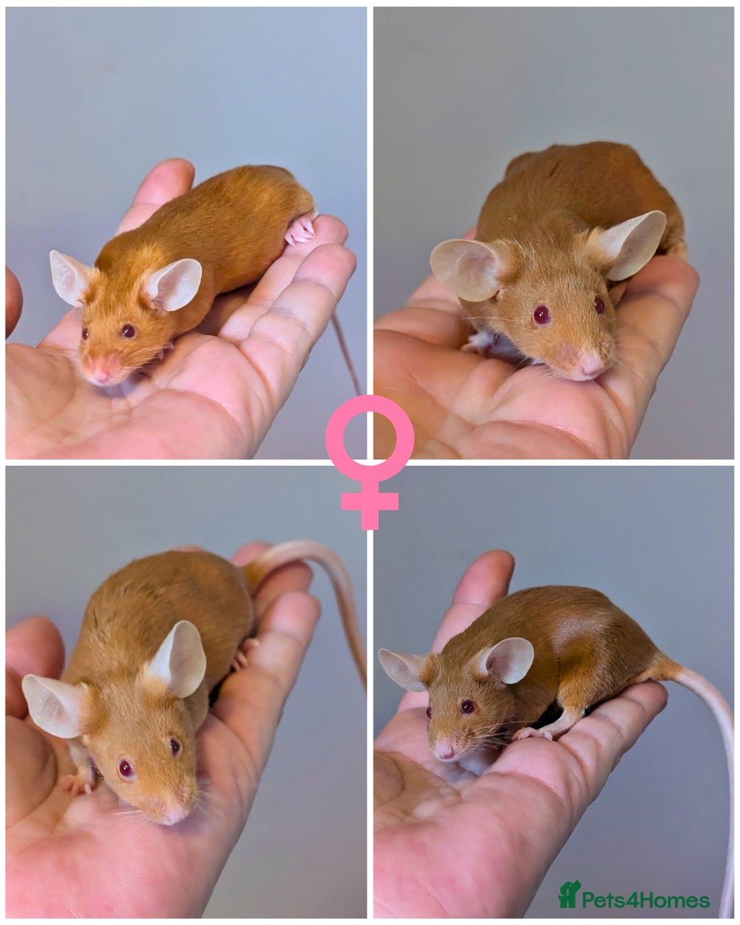 Mouse rodents for sale: Fancy mice  - Advert 3