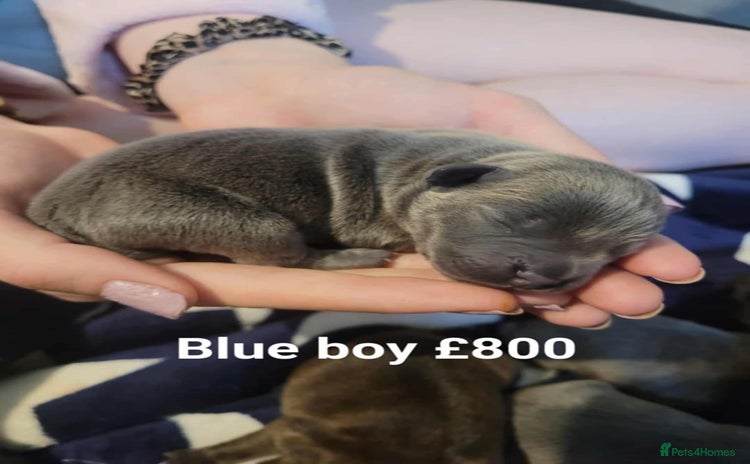 Mixed Breed dogs - Advert 3
