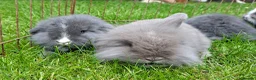 Mixed Breed rabbits for sale: 4 lovely minilop lionhead rabbits  - Advert 19