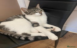 Domestic Shorthair cats for sale: Tabby - Image 2