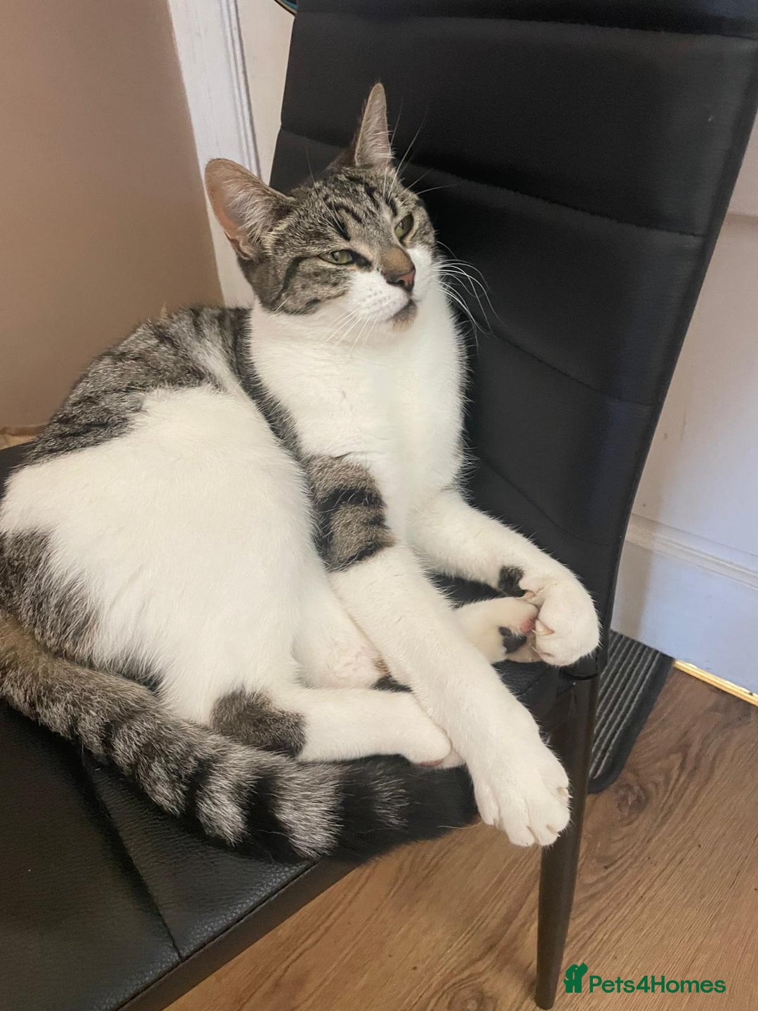 Domestic Shorthair cats for sale: Tabby - Image 2